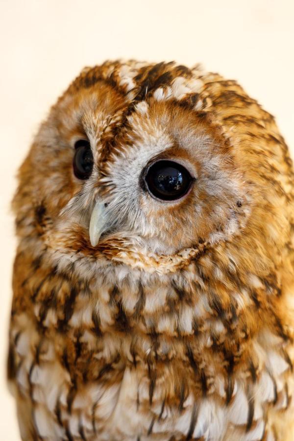 膠囊旅館 Owl Nippori